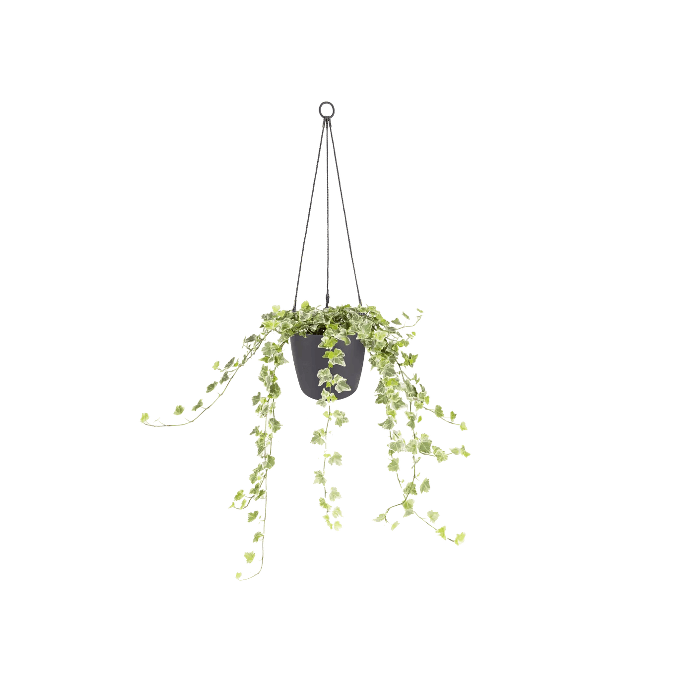 Elho Brussels Hanging Basket - House of Kojo