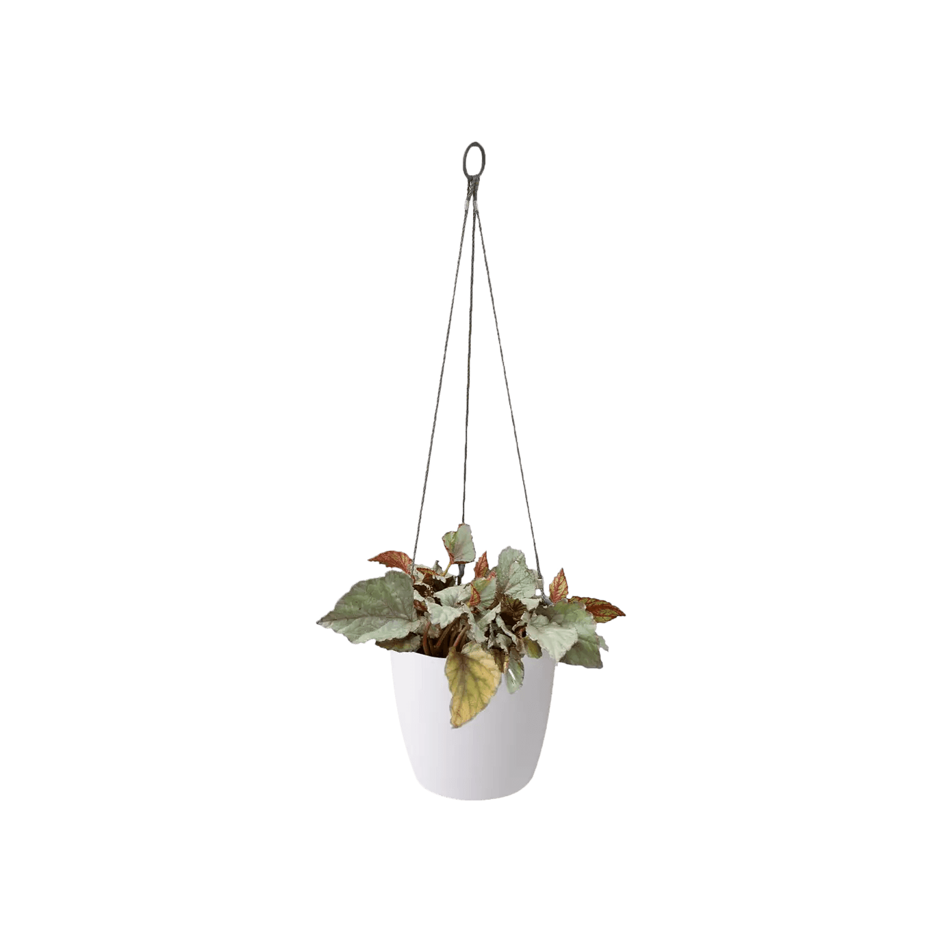 Elho Brussels Hanging Basket - House of Kojo