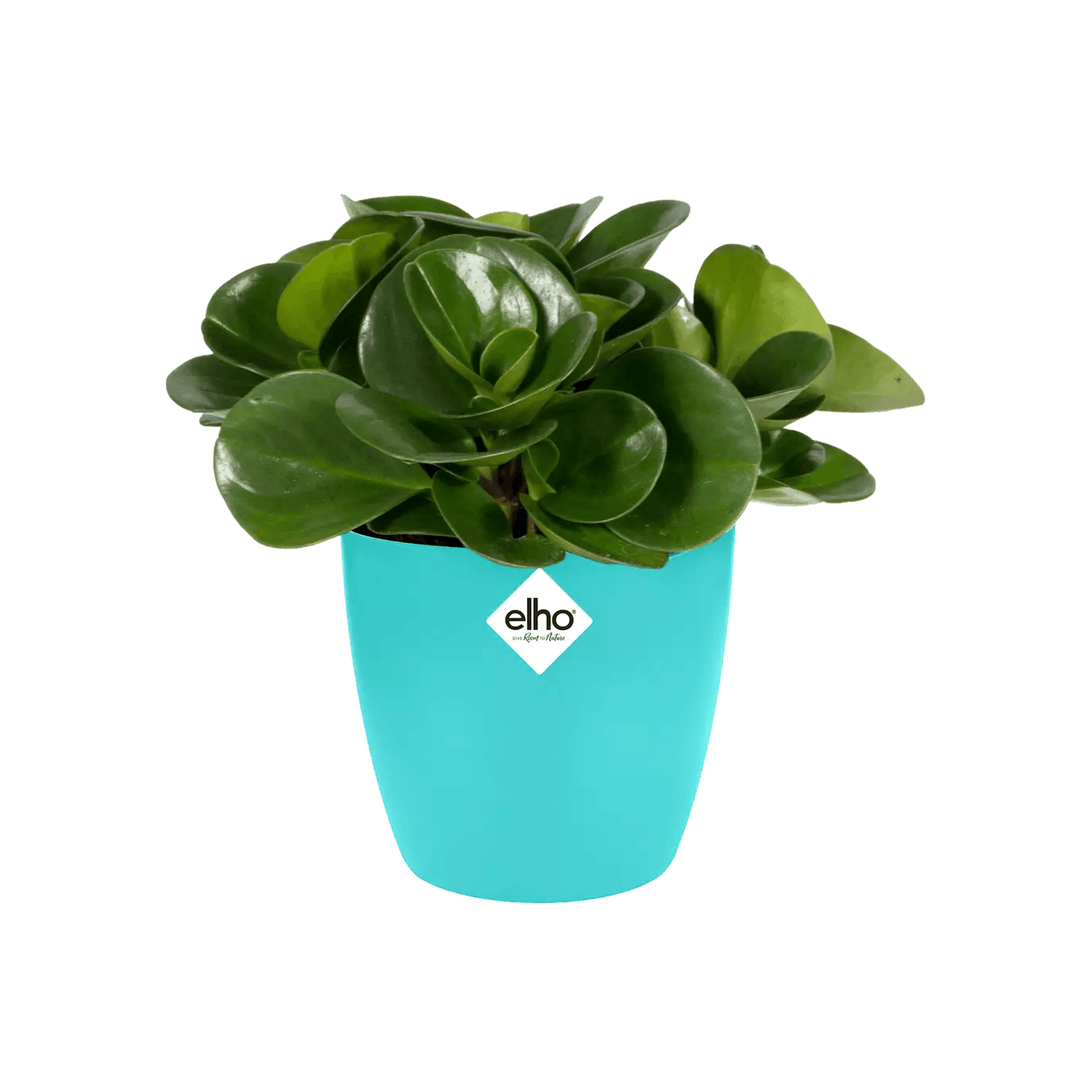 Elho Brussels Mini Round Pot - House of Kojo