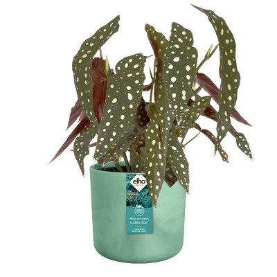 Elho Ocean Collection Pot - House of Kojo