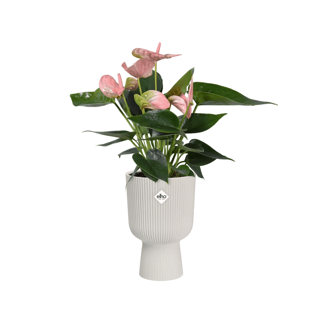 Elho Vibes Coupe Planter - House of Kojo