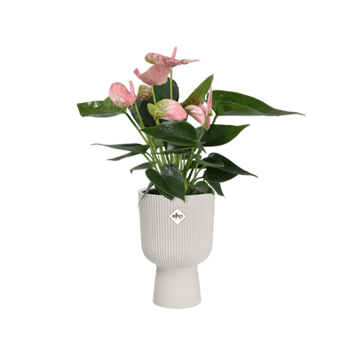 Elho Vibes Coupe Planter - House of Kojo