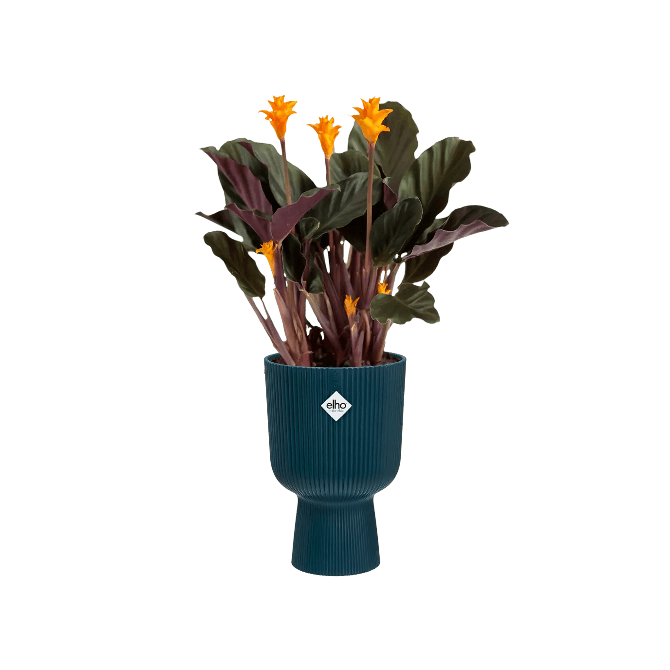 Elho Vibes Coupe Planter - House of Kojo