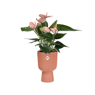 Elho Vibes Coupe Planter - House of Kojo