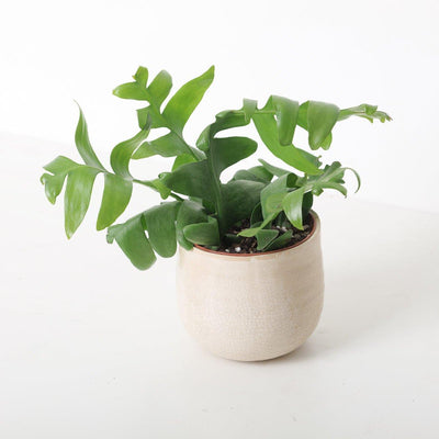 Ephiphyllum Chrysocardium | Fernleaf Cactus - House of Kojo