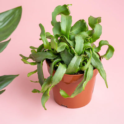 Epiphyllum Guatemalense | Orchid Cactus | Easy Care House Plant - House of Kojo