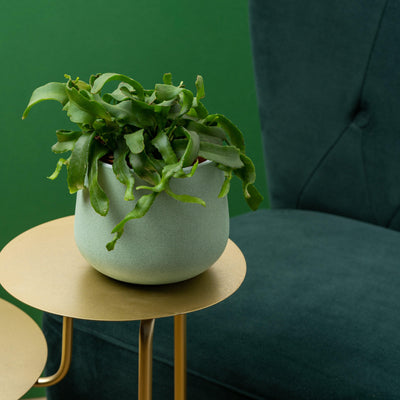 Epiphyllum Guatemalense | Orchid Cactus | Easy Care House Plant - House of Kojo