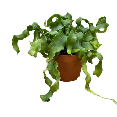 Epiphyllum Guatemalense | Orchid Cactus | Easy Care House Plant - House of Kojo