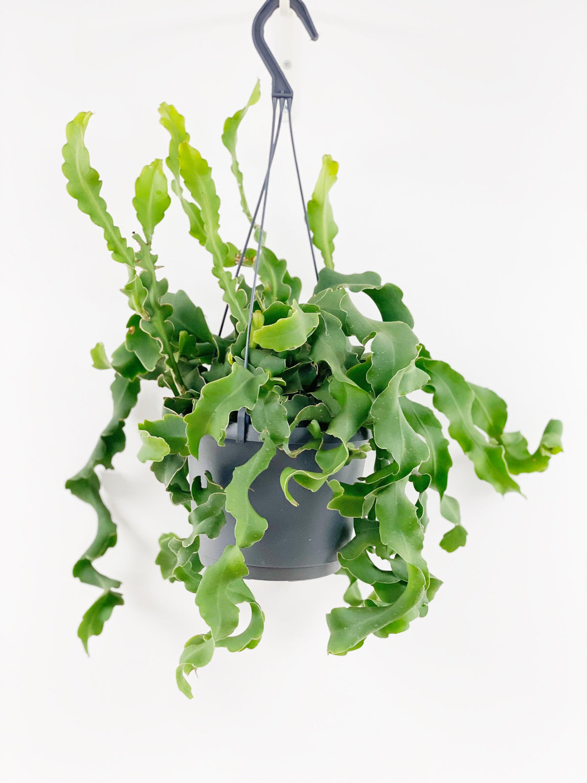 Epiphyllum Guatemalense | Orchid Cactus | Easy Care House Plant - House of Kojo