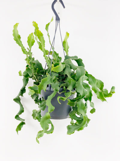 Epiphyllum Guatemalense | Orchid Cactus | Easy Care House Plant - House of Kojo