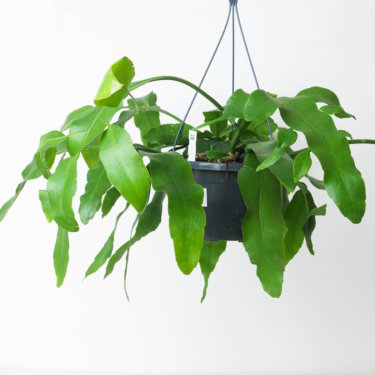 Epiphyllum oxypeltatum - House of Kojo