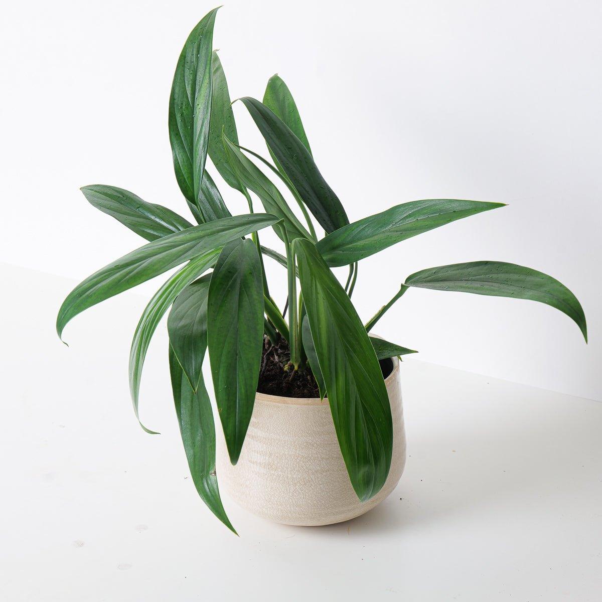 Epipremnum Amplissimum Pothos - House of Kojo