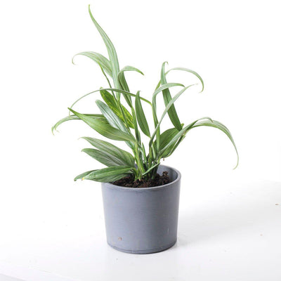 Epipremnum Amplissimum Silver Stripe Pothos - House of Kojo