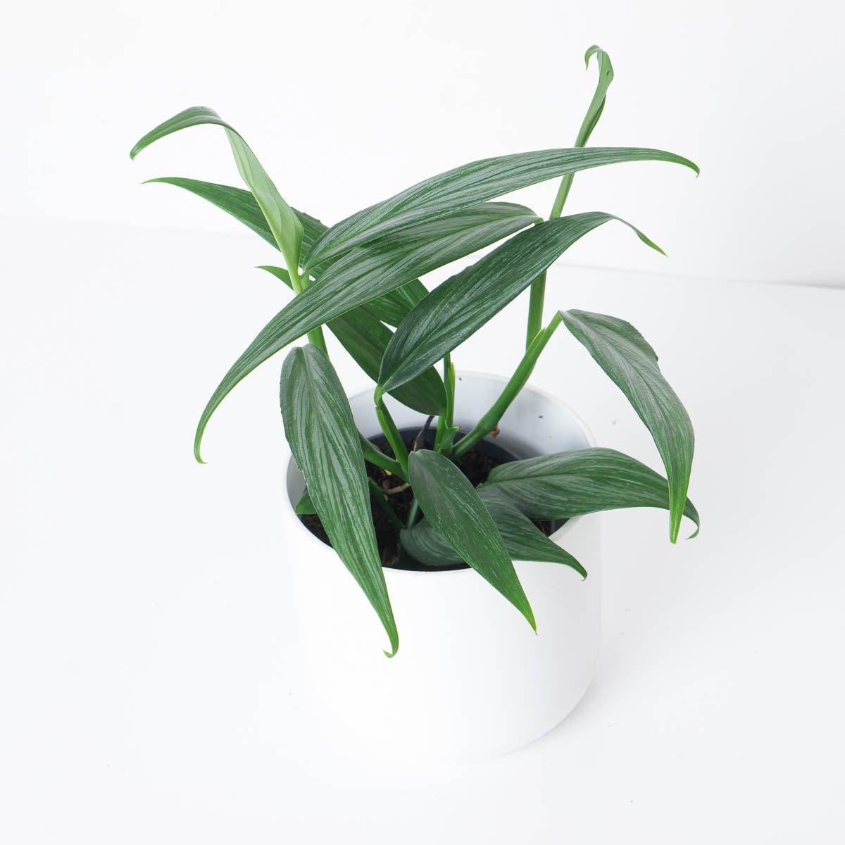 Epipremnum Amplissimum Silver Stripe Pothos - House of Kojo