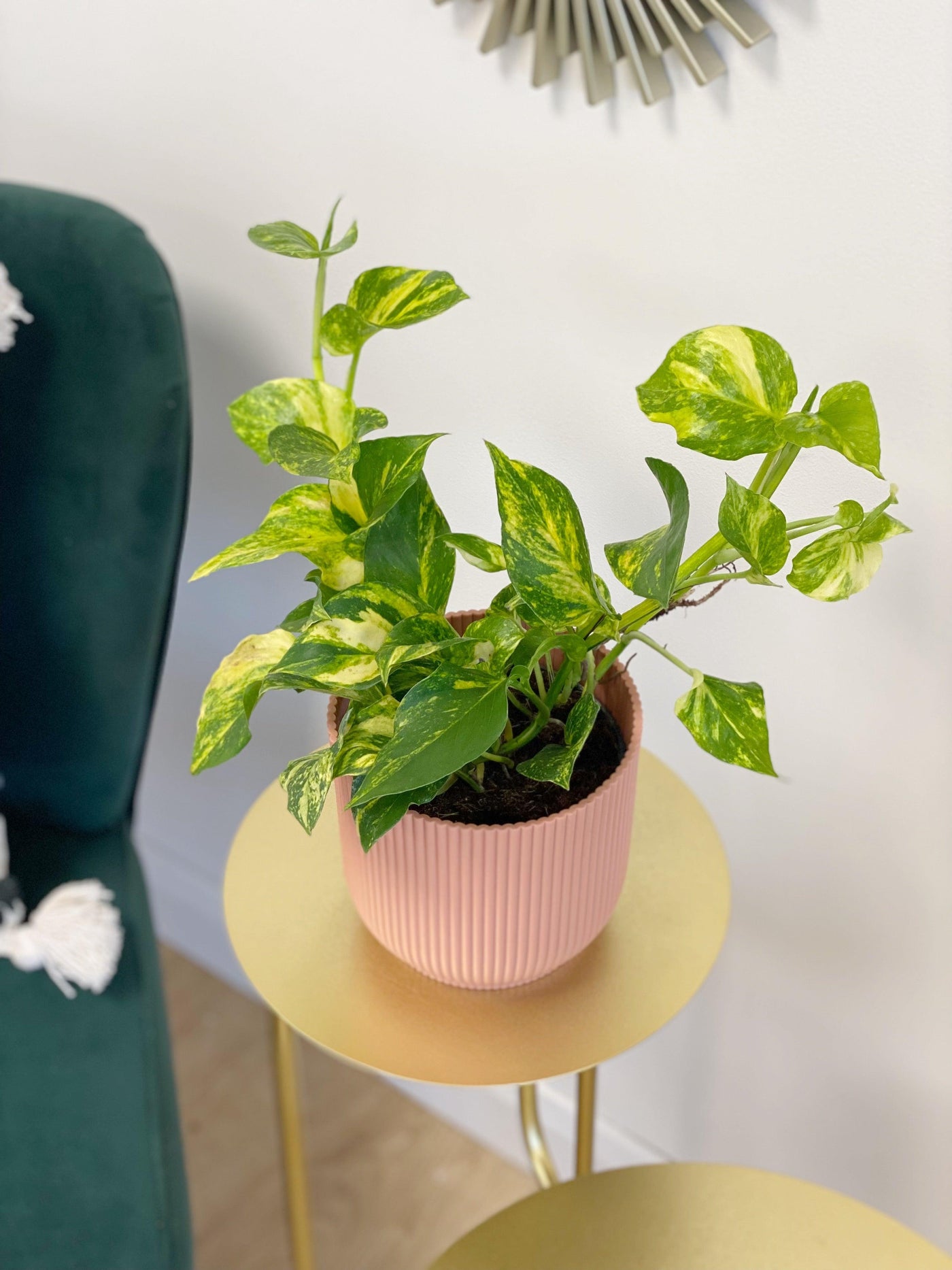 Epipremnum Aureum N'Joy Gold Pothos - House of Kojo