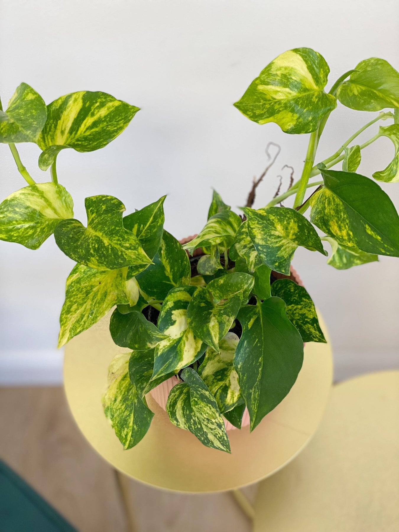 njoy golden pothos Epipremnum Aureum N'Joy Gold Pothos
