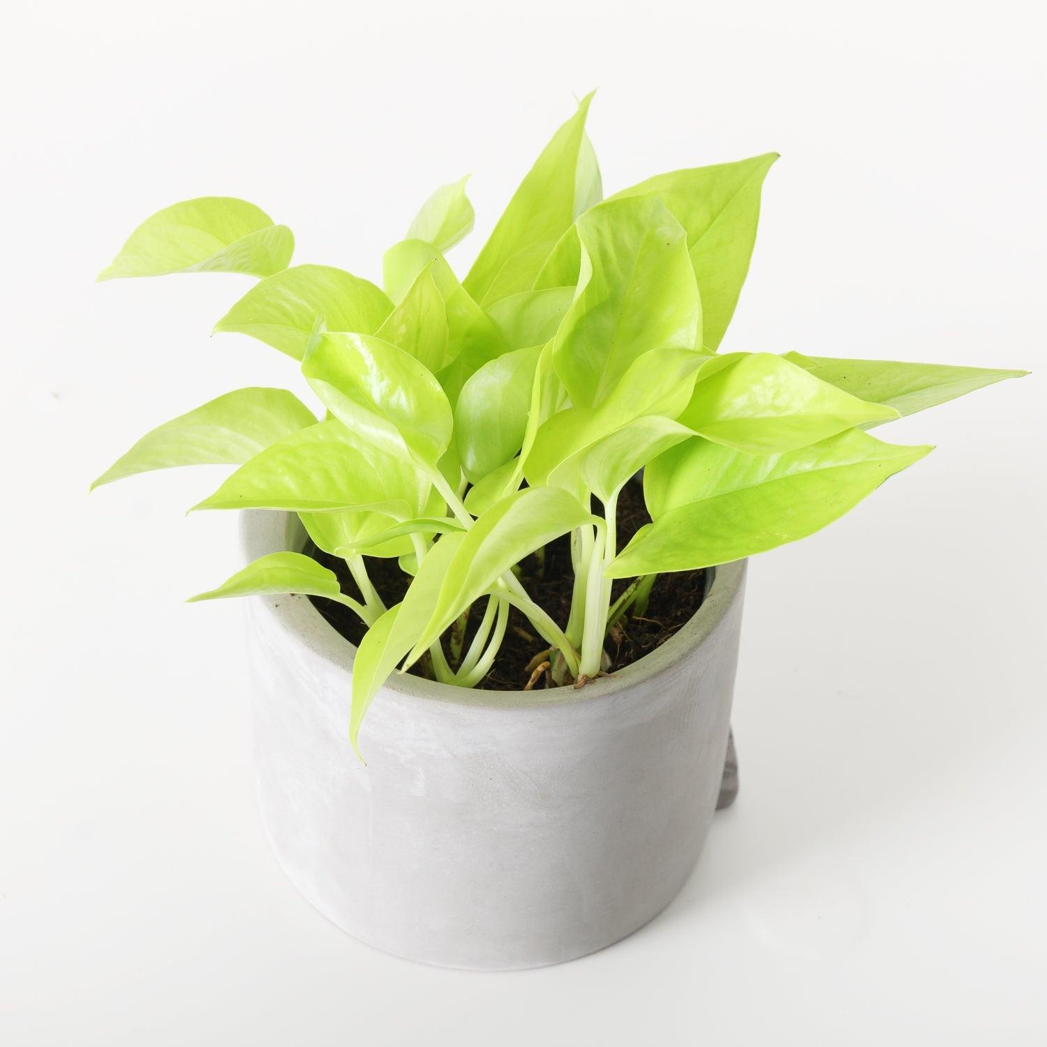 Epipremnum Aureum Neon | Easy care - House of Kojo