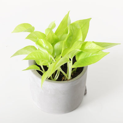 Epipremnum Aureum Neon | Easy care - House of Kojo