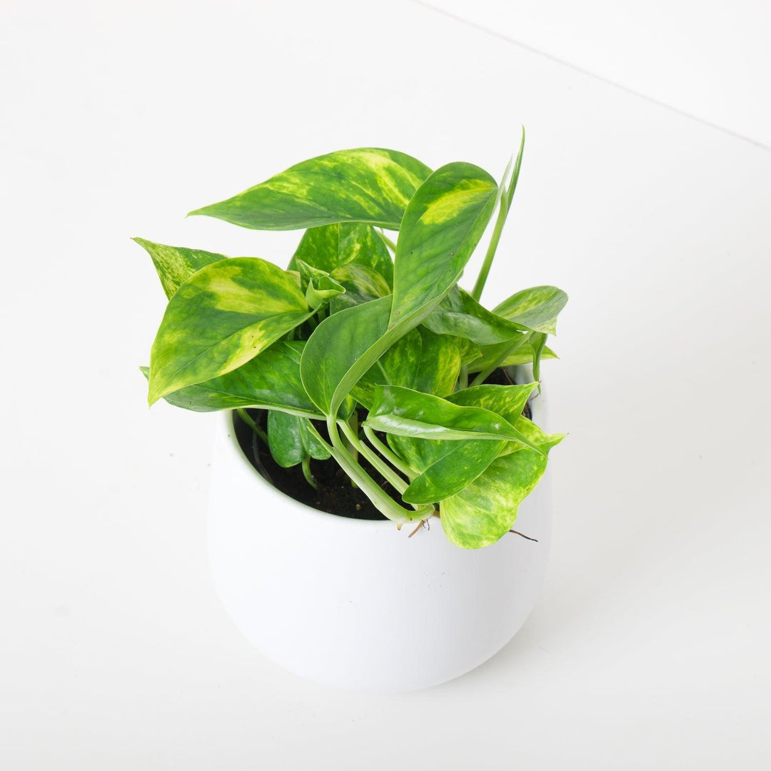Epipremnum Aureum