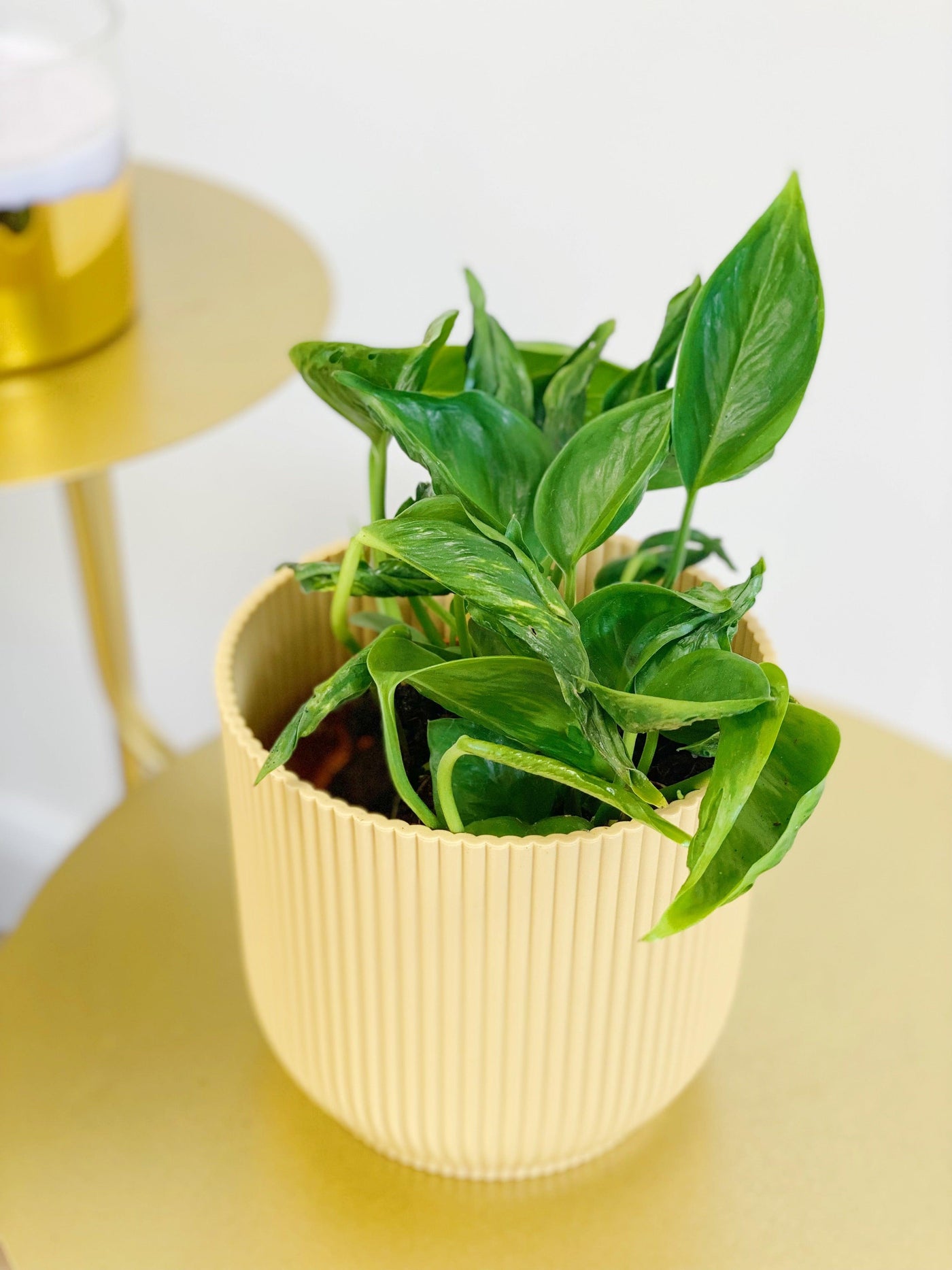 Epipremnum Aureum Shangri La Pothos - House of Kojo