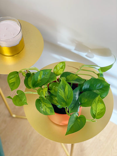 Epipremnum Global Green Pothos - House of Kojo