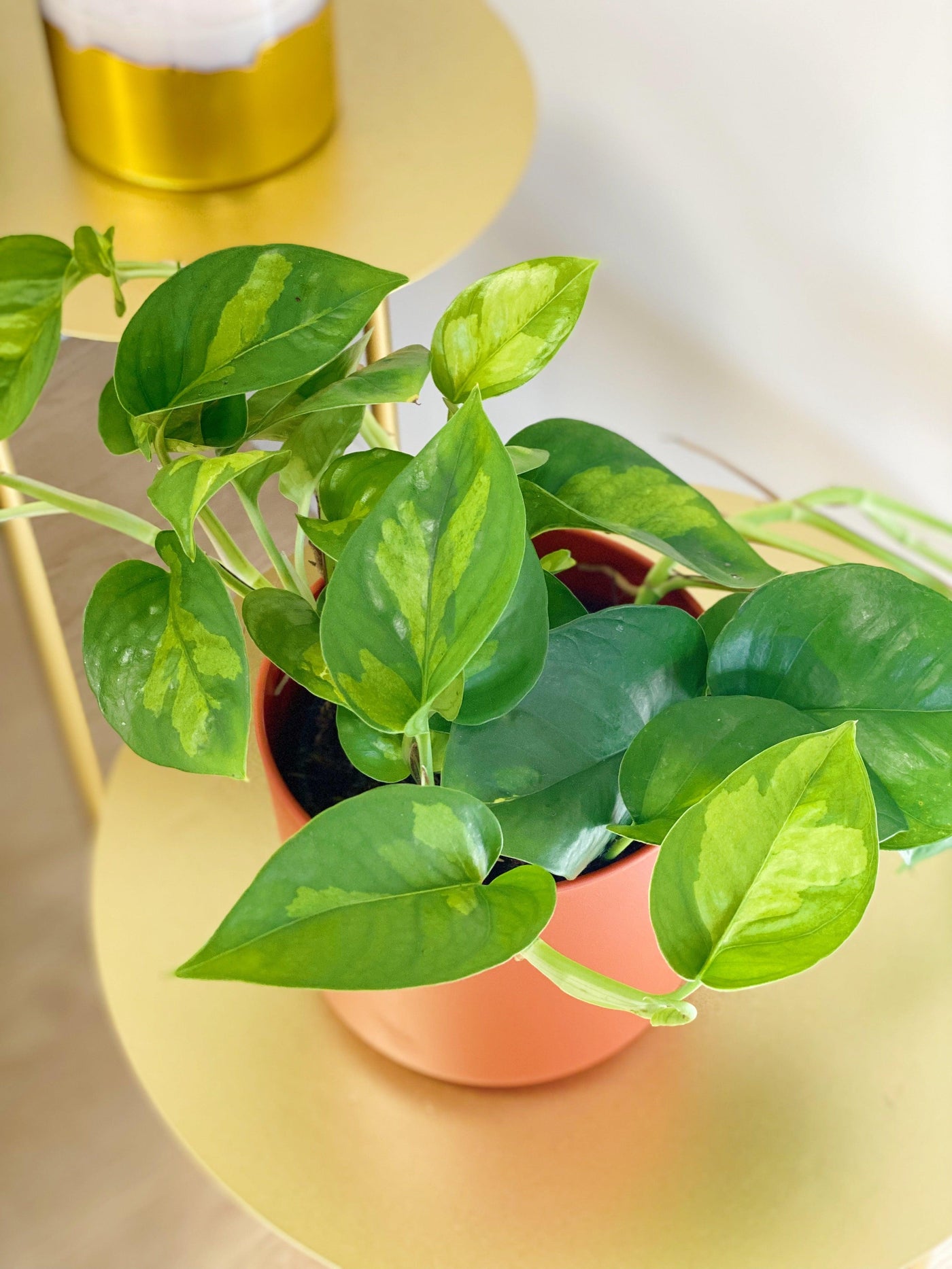 Epipremnum Global Green Pothos - House of Kojo