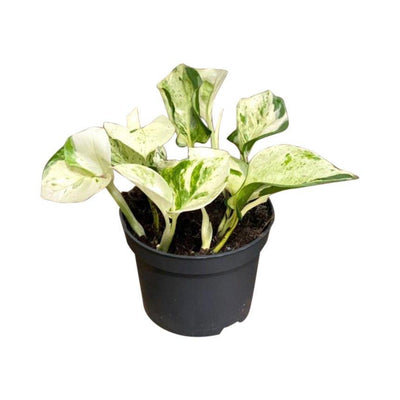 Epipremnum Happy Leaf Manjula Pothos - House of Kojo