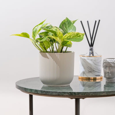 Epipremnum Marble Queen Pothos - House of Kojo