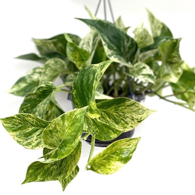 Epipremnum Marble Queen Pothos - House of Kojo