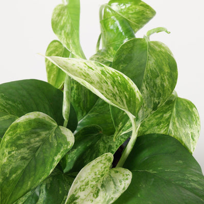 Epipremnum Marble Queen Pothos - House of Kojo