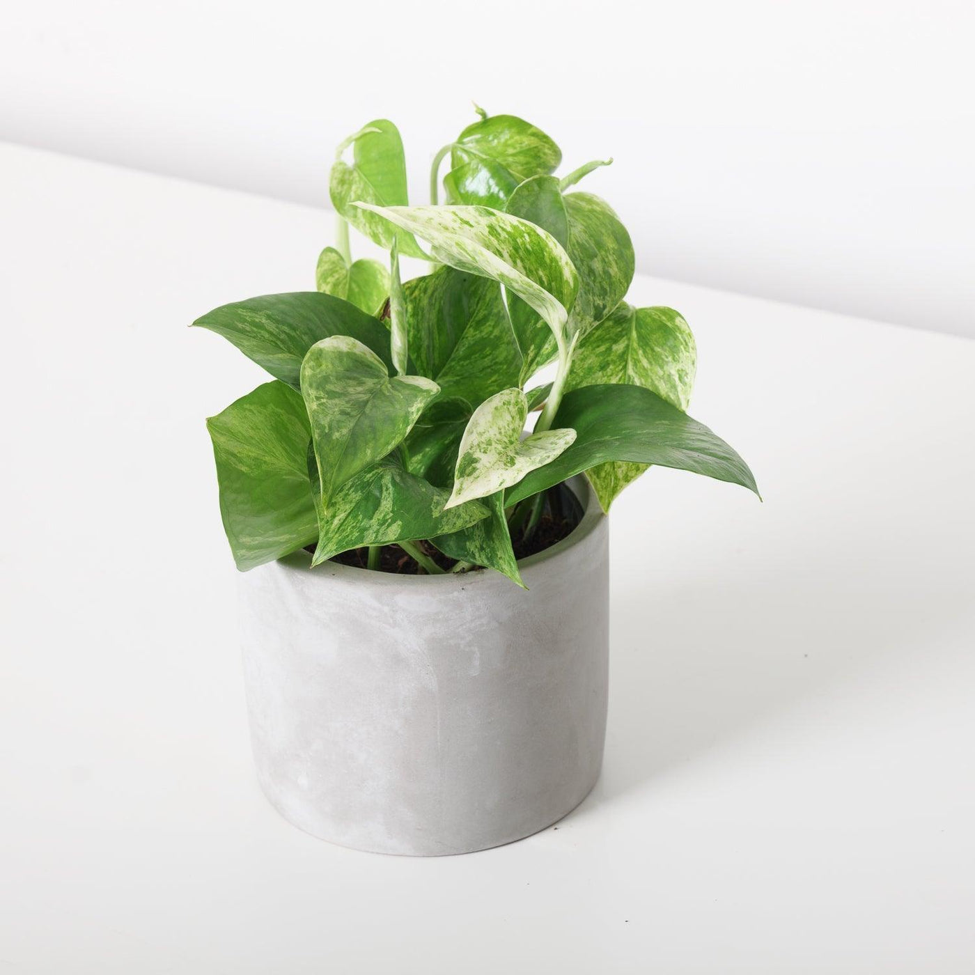 Epipremnum Marble Queen Pothos - House of Kojo