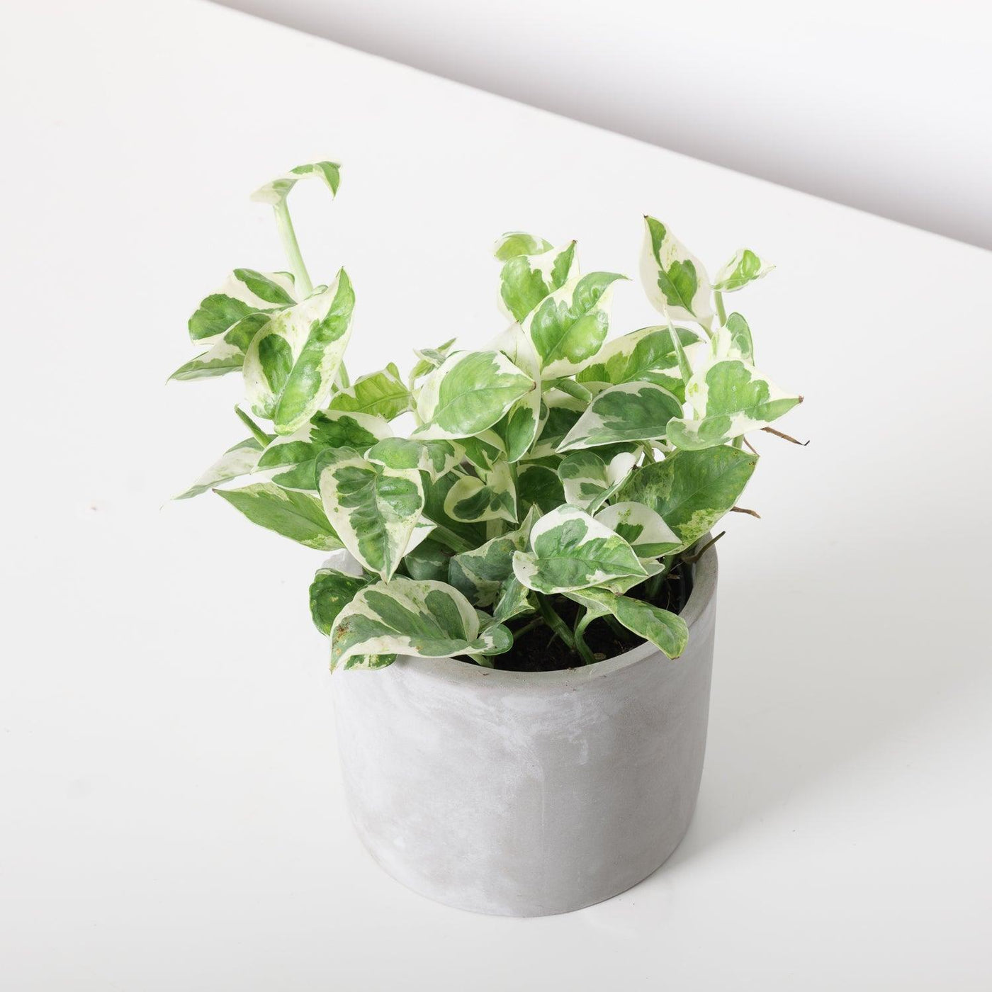 n joy pothos plant Epipremnum N'Joy Pothos