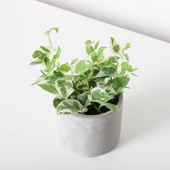prayer plants near me Red Prayer Plant – Armstrong Garden Centers main image 1