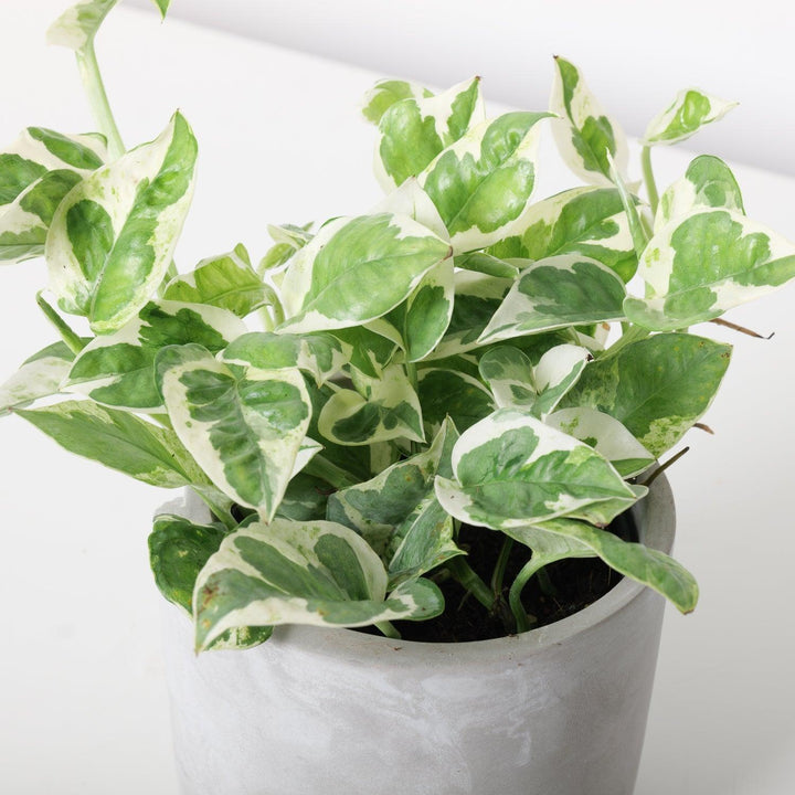 pride and joy pothos Epipremnum N'Joy Pothos