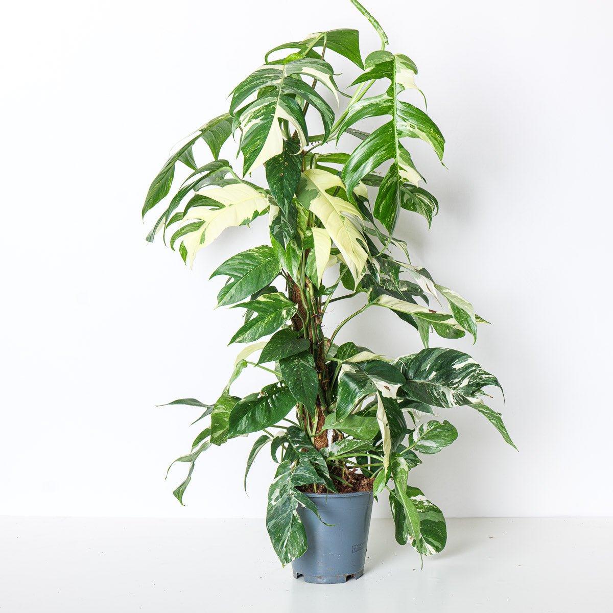 Epipremnum Pinnatum Aureum Variegated - House of Kojo
