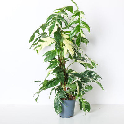 Epipremnum Pinnatum Aureum Variegated XL - House of Kojo