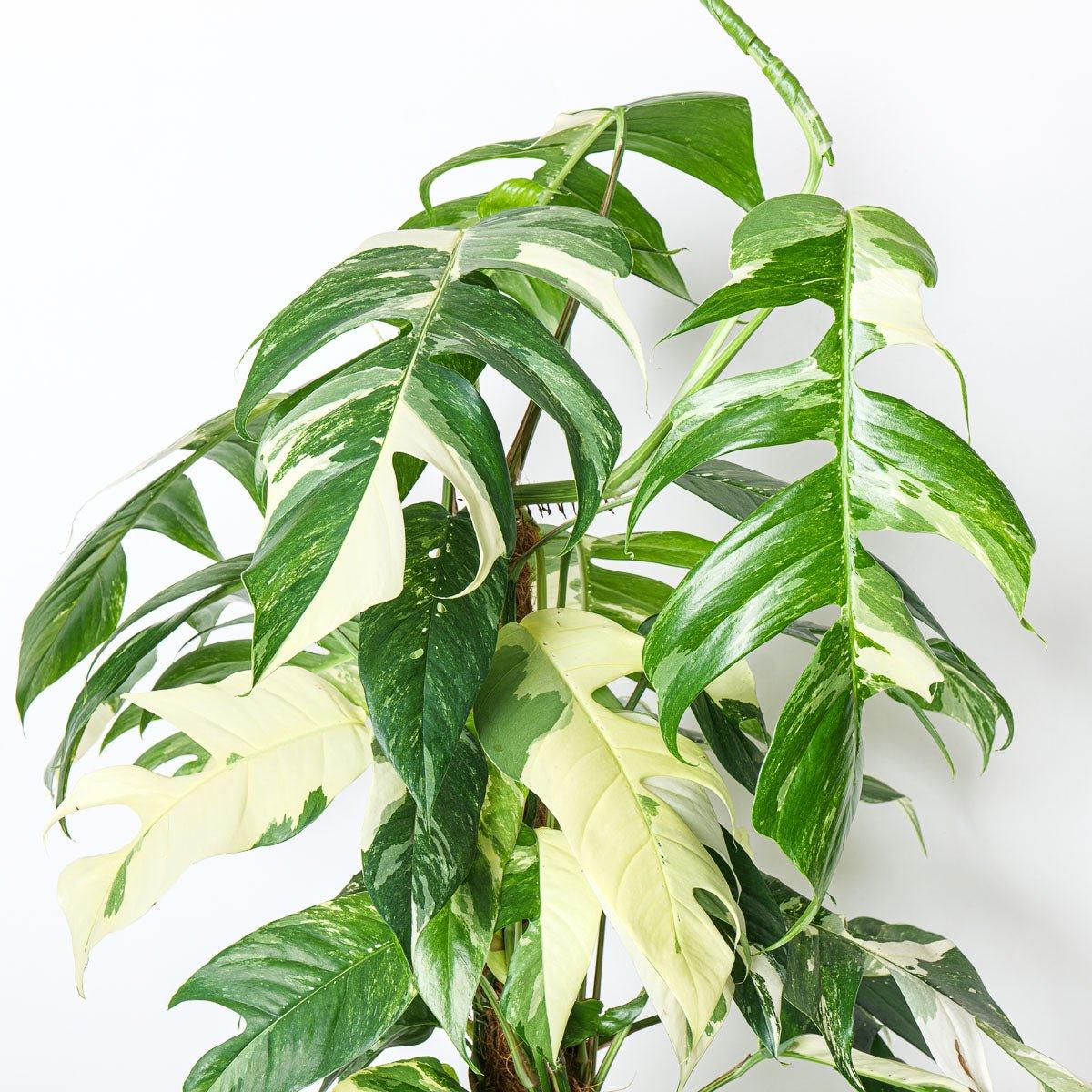 Epipremnum Pinnatum Aureum Variegated XL - House of Kojo