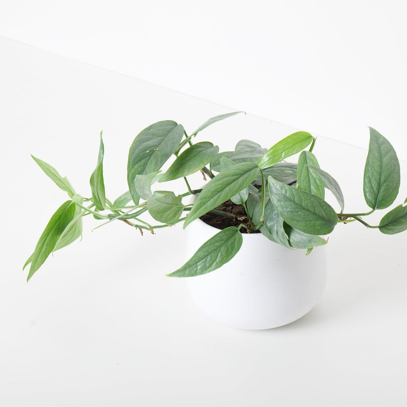 cebu blue pothos vs epipremnum pinnatum Epipremnum Pinnatum Cebu Blue