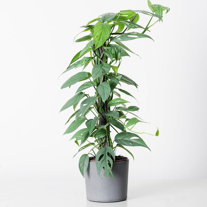 Epipremnum Pinnatum Cebu Blue