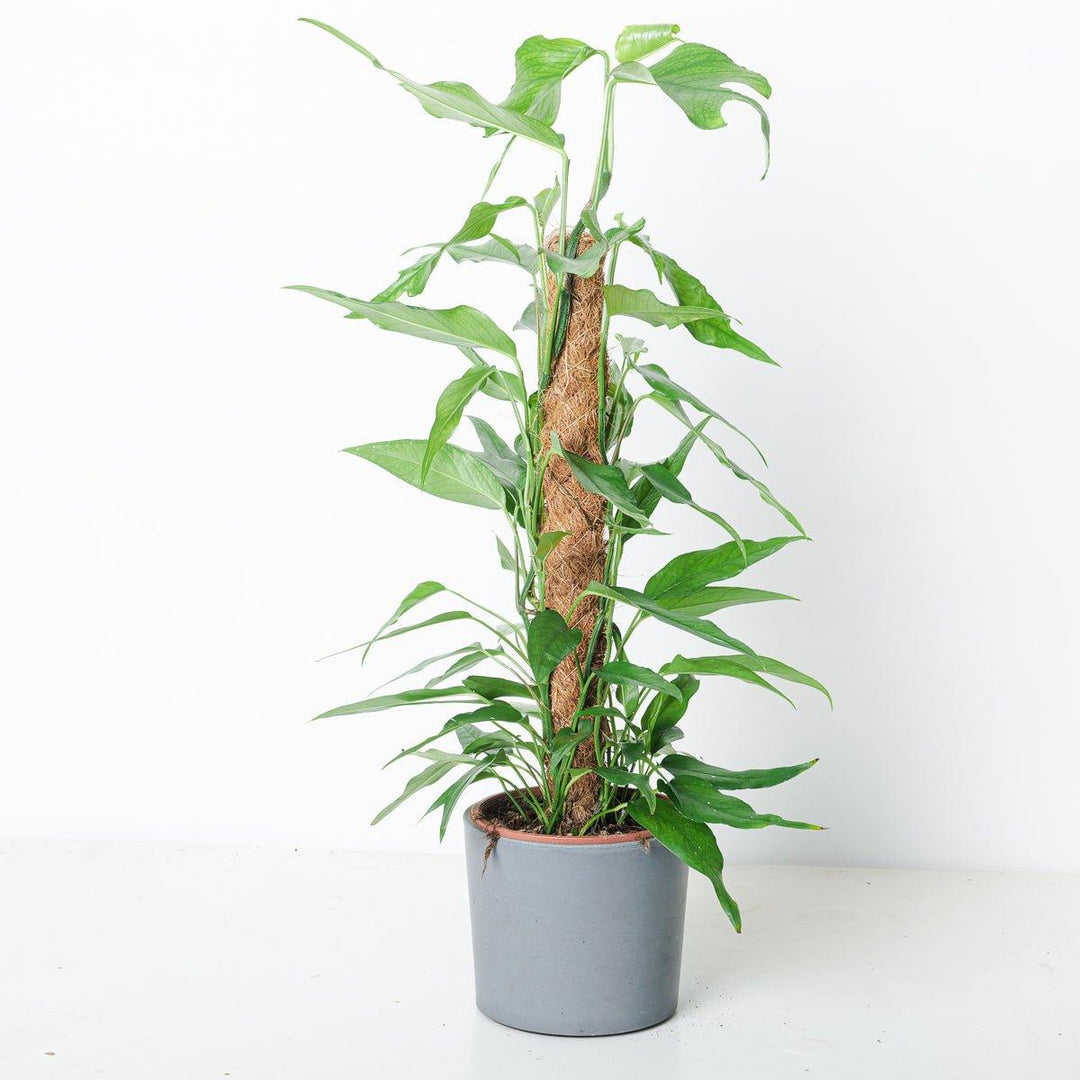 pothos epipremnum pinnatum 'skeleton key' Epipremnum pinnatum 'Skeleton Key'