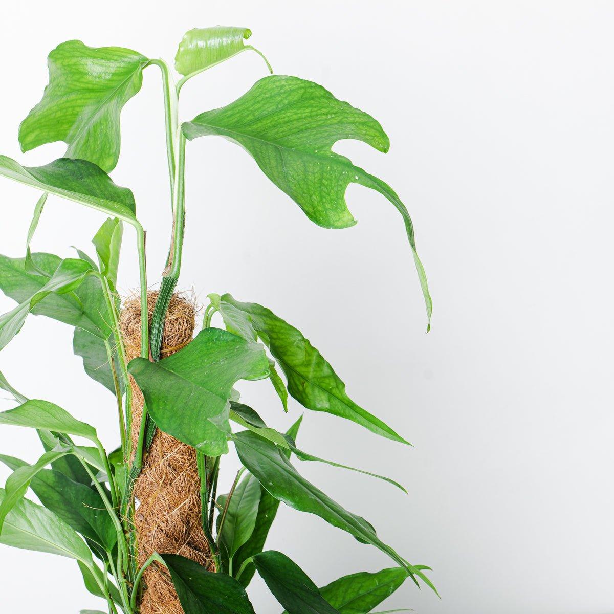 pothos skeleton key Epipremnum pinnatum 'Skeleton Key'