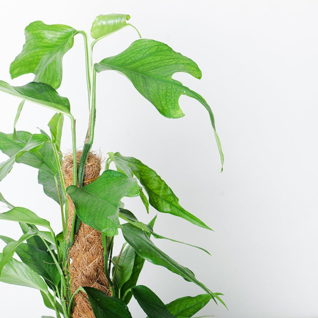 philodendron elegans skeleton key Epipremnum pinnatum 'Skeleton Key'