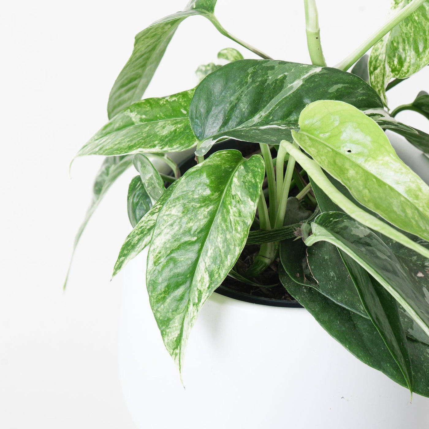 Epipremnum Pinnatum Variegated - House of Kojo