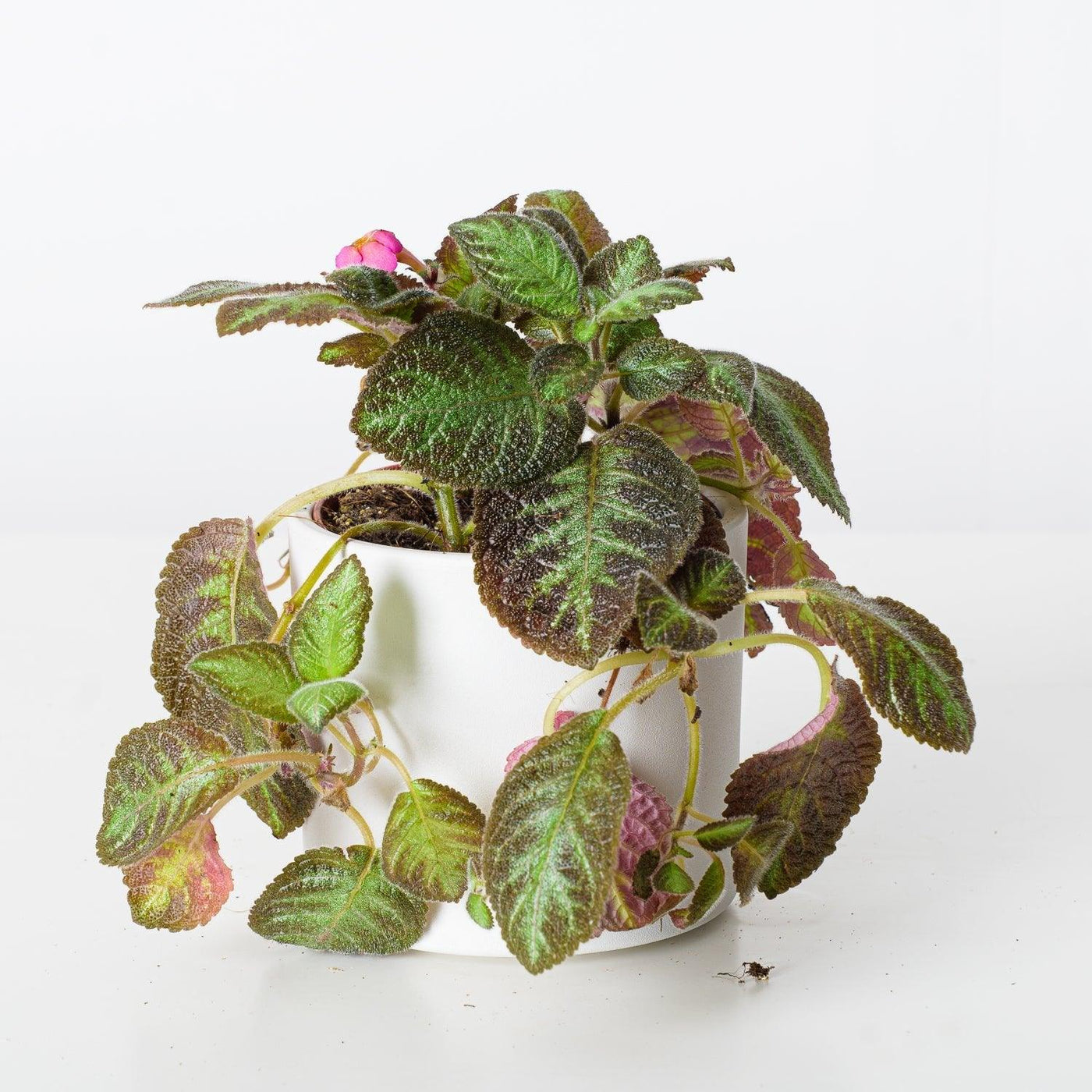 Episcia Cupreata Harlequin - House of Kojo