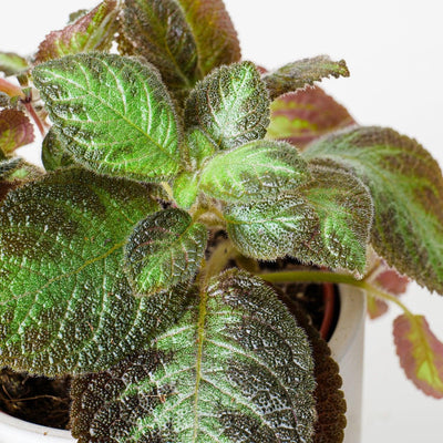 Episcia Cupreata Harlequin - House of Kojo