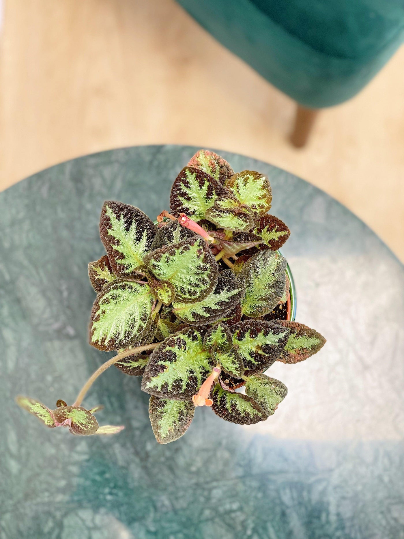 Episcia Cupreata Harlequin - House of Kojo