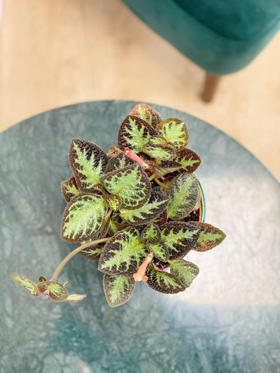 Episcia Cupreata Harlequin - House of Kojo
