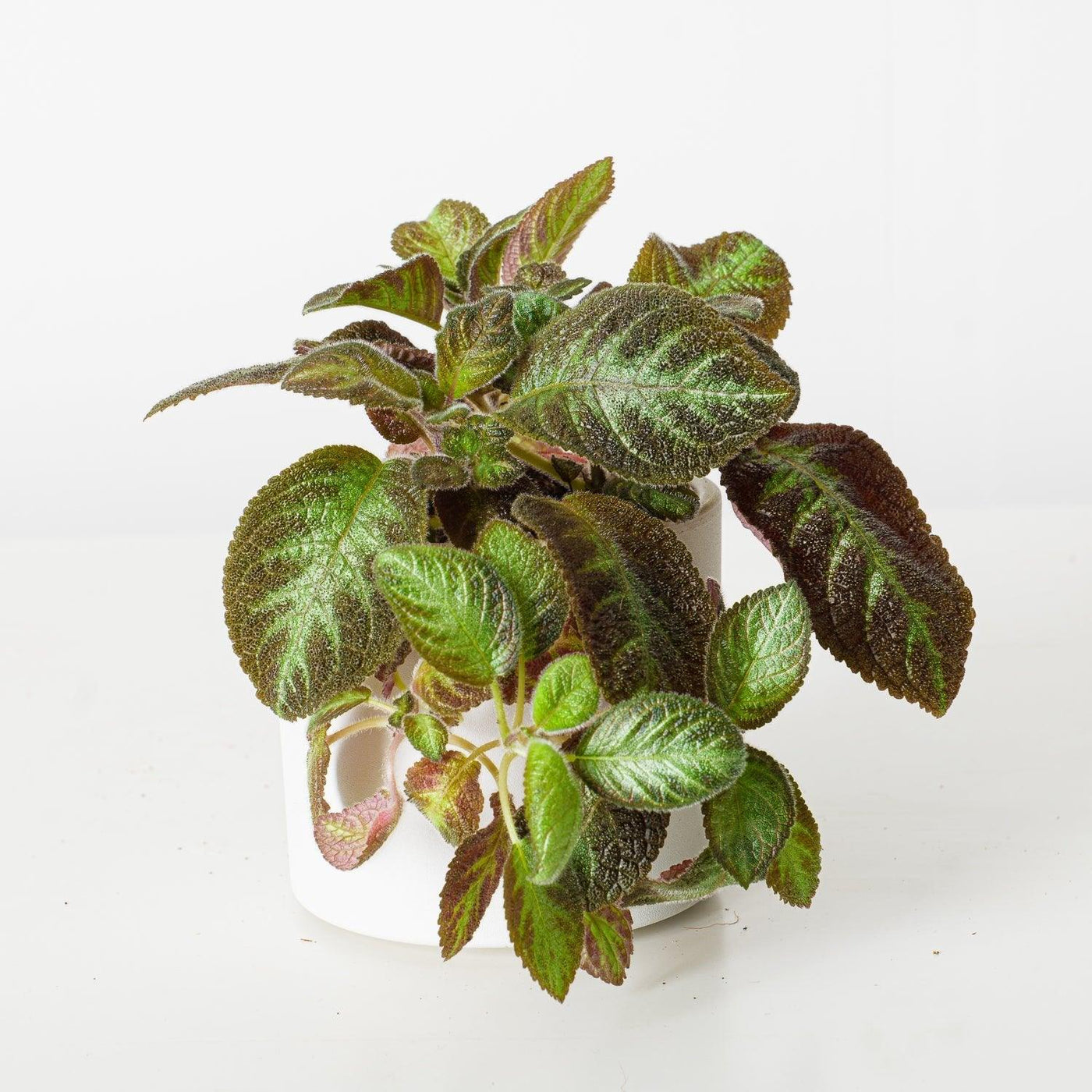 Episcia Pink Panther - House of Kojo