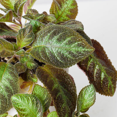 Episcia Pink Panther - House of Kojo