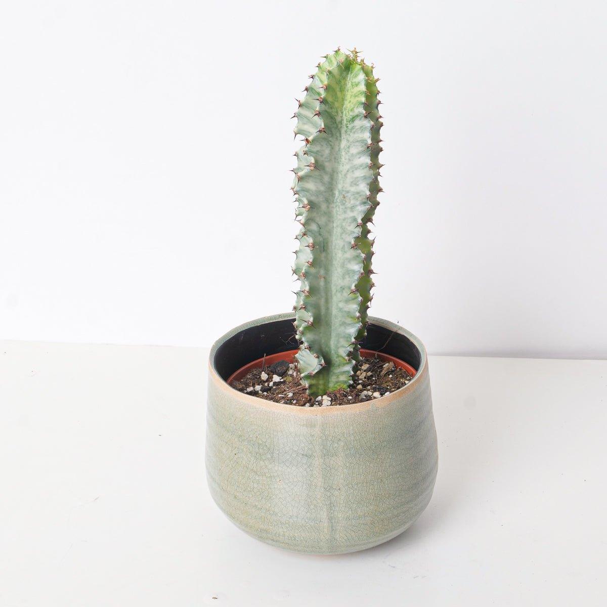 Euphorbia Abyssinica Variegated - House of Kojo